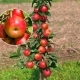 Jabłoń ALWA kolumnowa z doniczki